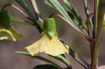 Coastal groundcherry